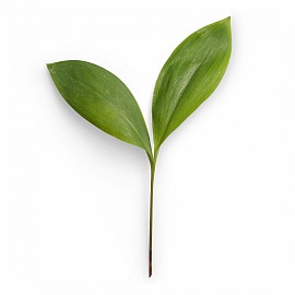 Growing in Faith