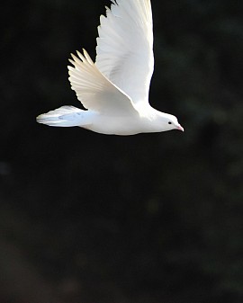 The Holy Spirit