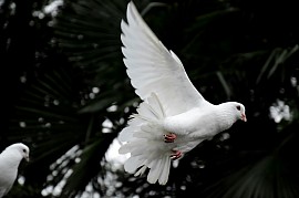 The Holy Spirit