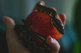 Sin